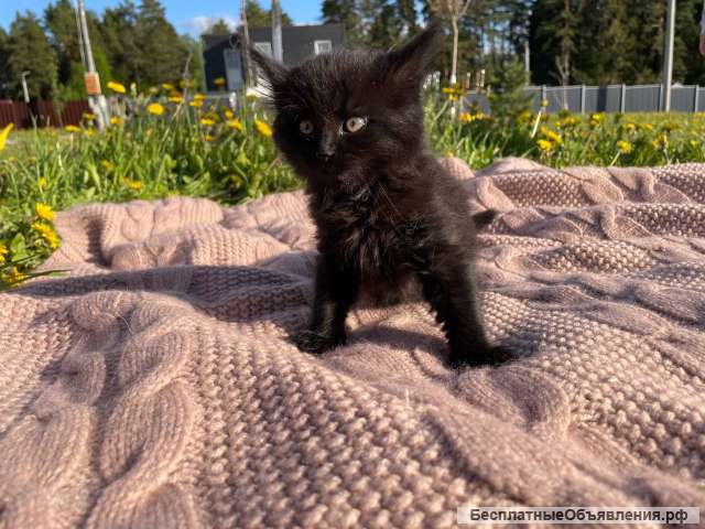 Котенок Фикус в добрые руки