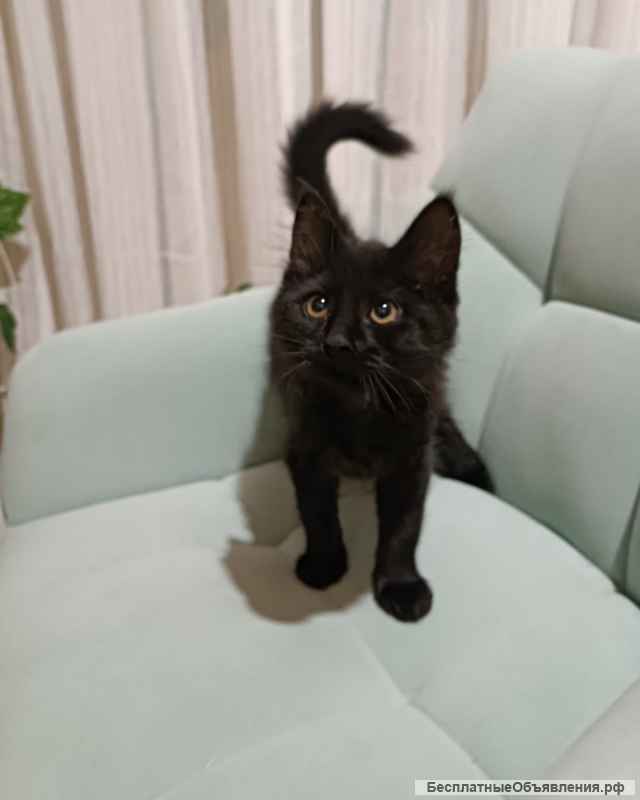 Котенок Фикус в добрые руки