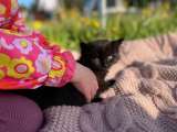 Котенок Фикус в добрые руки