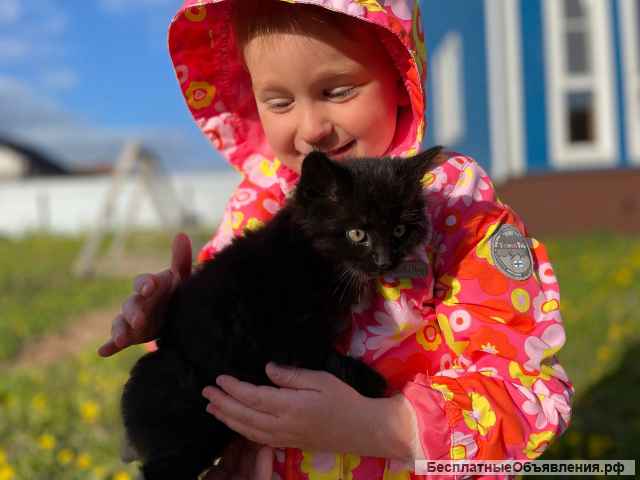 Котенок Фикус в добрые руки