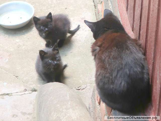 Бездомные котята