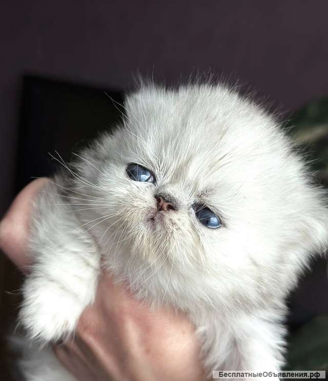 Персидские серебристые шиншиллы