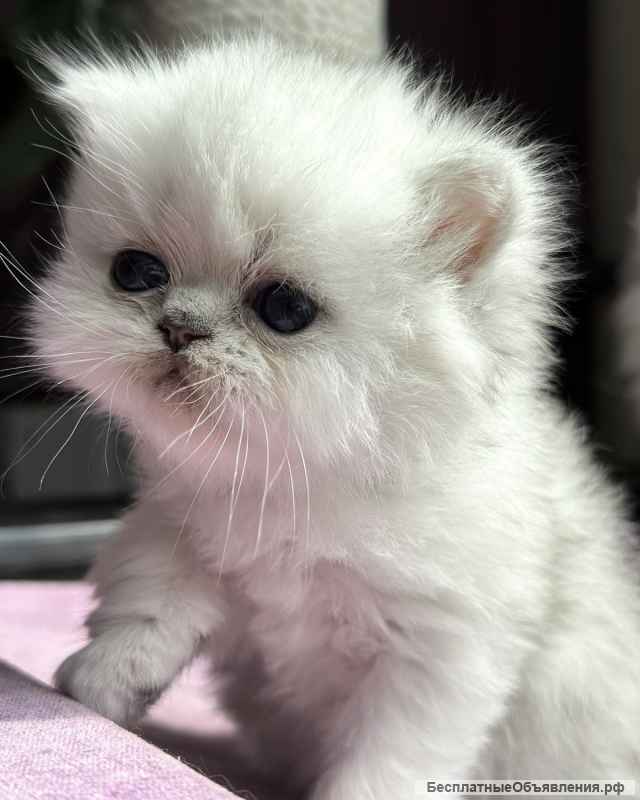 Персидские серебристые шиншиллы