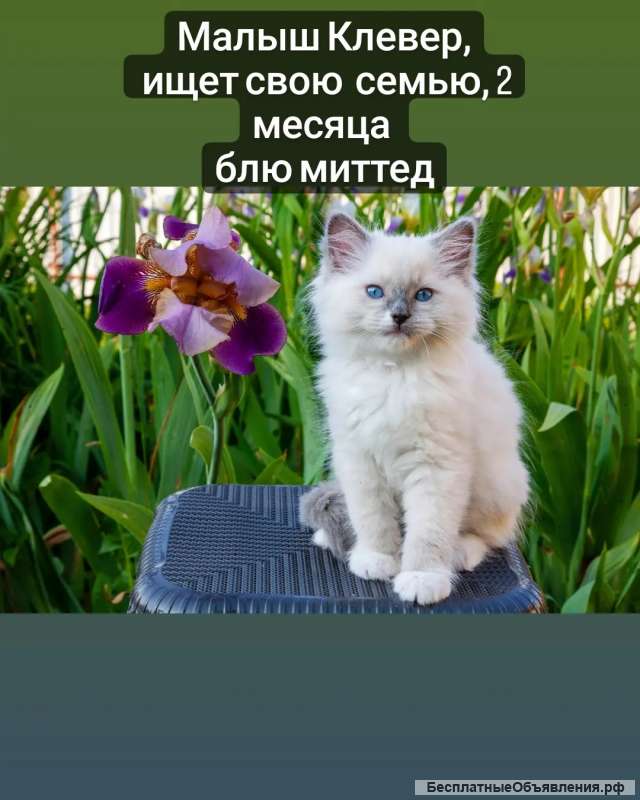 Рэгдолл котята