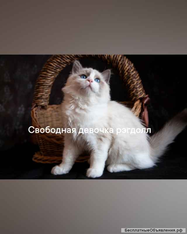 Рэгдолл котята