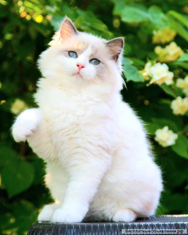 Рэгдолл котята