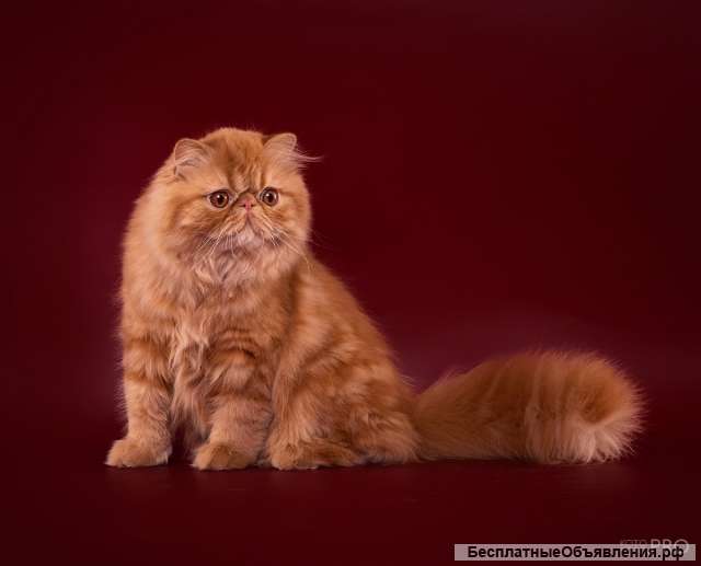 Персидский котик