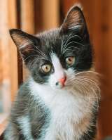 Милый котенок Кроха в добрые руки