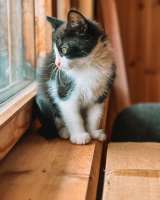 Милый котенок Кроха в добрые руки