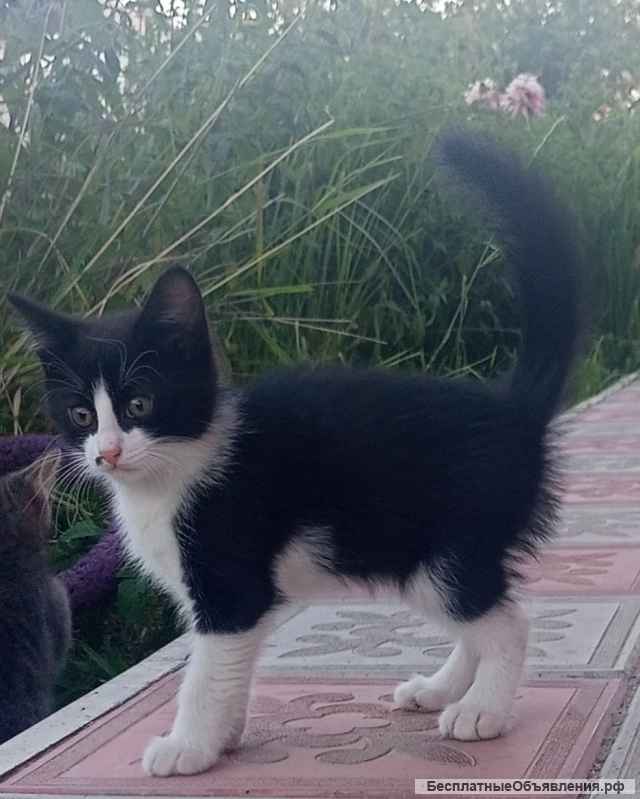 Милый котенок Кроха в добрые руки