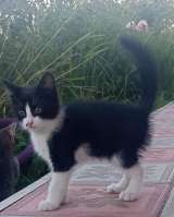 Милый котенок Кроха в добрые руки