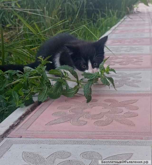 Милый котенок Кроха в добрые руки