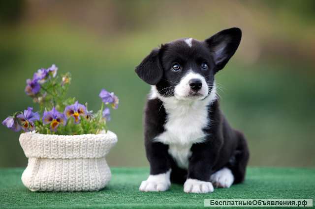 Вельш Корги Кардиган