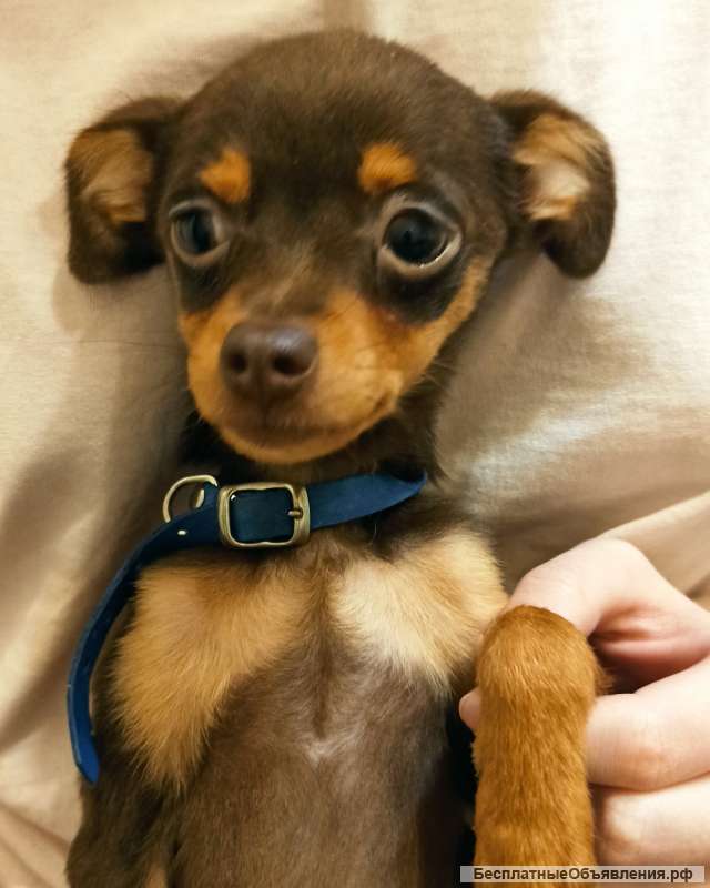 Щенок девочка тоечка с документами РКФ