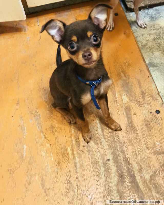 Щенок девочка тоечка с документами РКФ