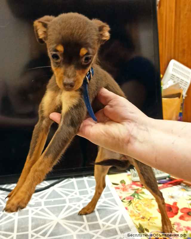 Щенок девочка тоечка с документами РКФ