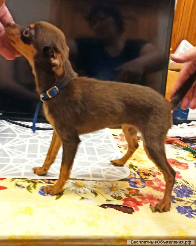 Щенок девочка тоечка с документами РКФ