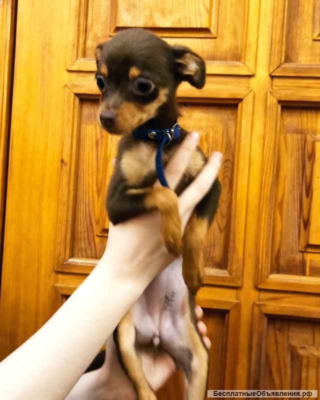 Щенок девочка тоечка с документами РКФ