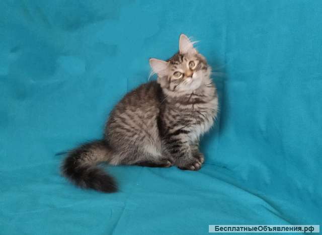 Сибирские котята