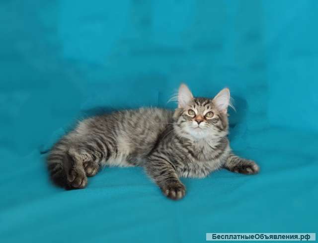 Сибирские котята