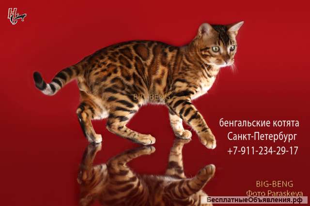 Бенгальские котята