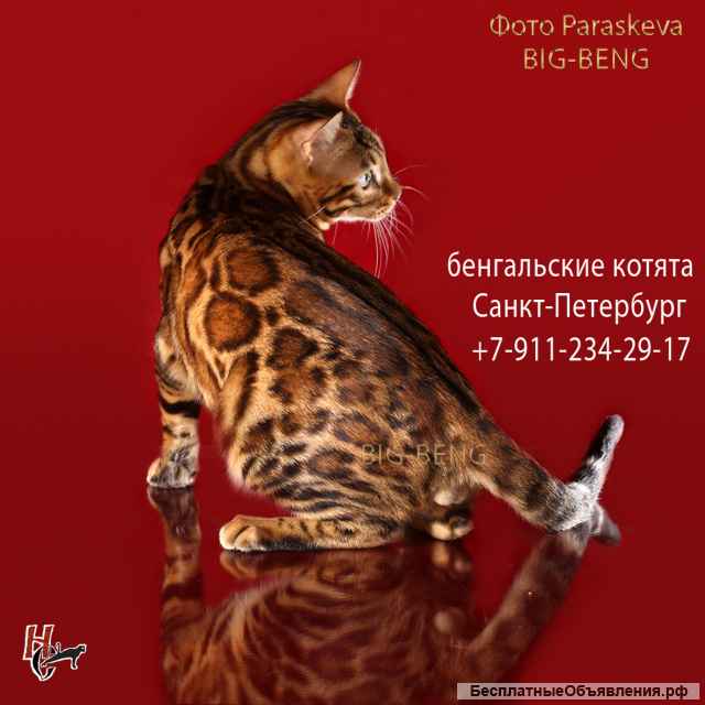 Бенгальские котята