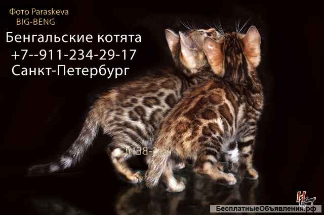 Бенгальские котята