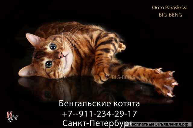 Бенгальские котята