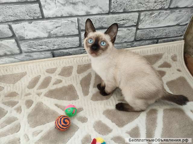 Меконгский бобтейл девочка