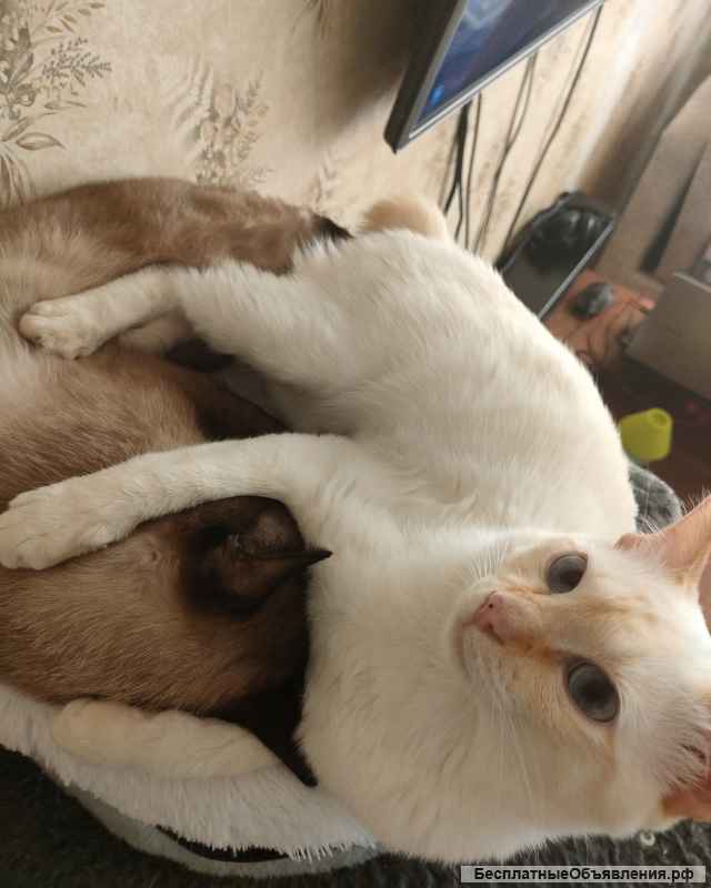 Меконгский бобтейл девочка