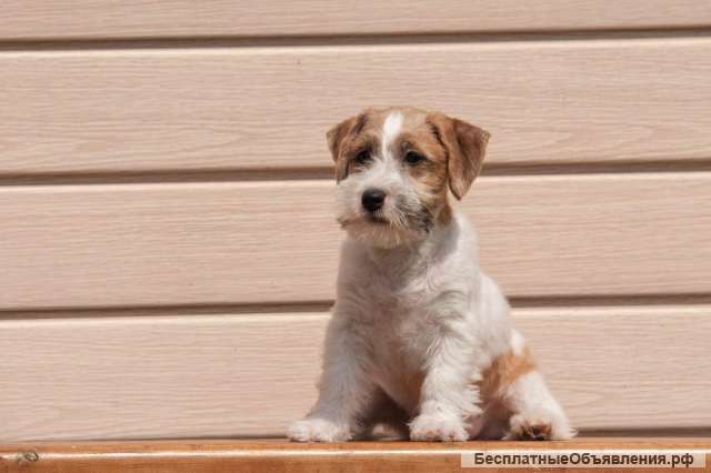 Щенок Джек Рассел Терьер продаю