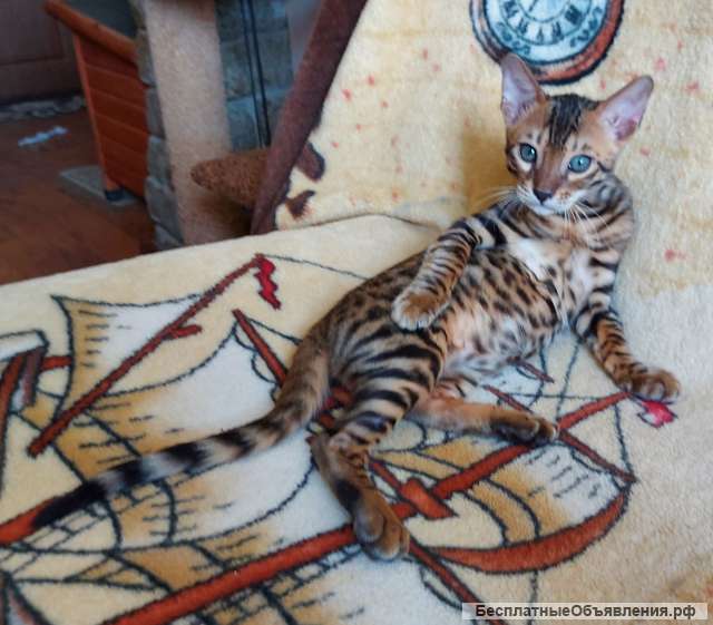 Прекрасный котенок редкой породы серенгети