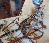 Прекрасный котенок редкой породы серенгети