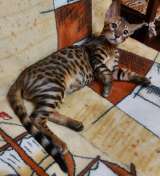 Прекрасный котенок редкой породы серенгети