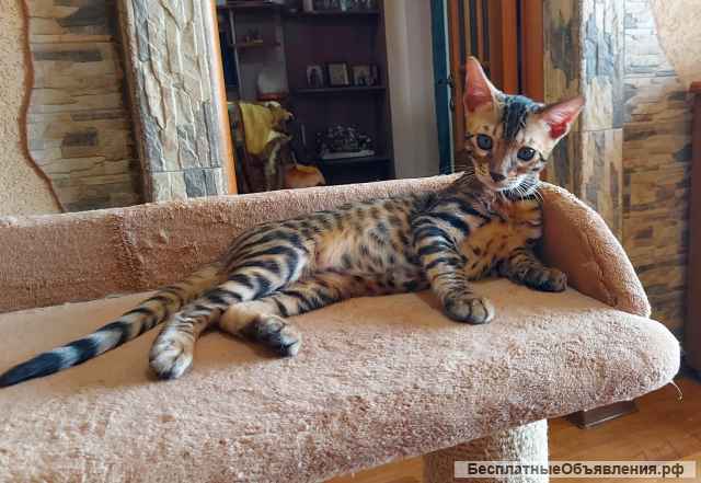 Прекрасный котенок редкой породы серенгети