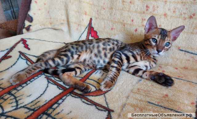 Прекрасный котенок редкой породы серенгети