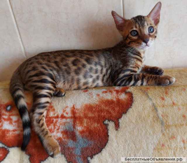 Прекрасный котенок редкой породы серенгети