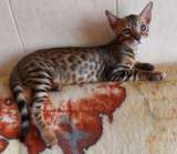 Прекрасный котенок редкой породы серенгети