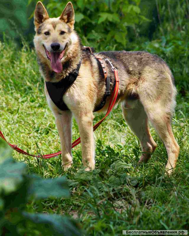 Благородный волк Лекс в добрые руки