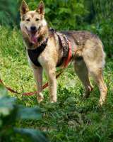 Благородный волк Лекс в добрые руки