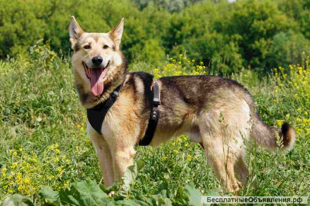 Благородный волк Лекс в добрые руки