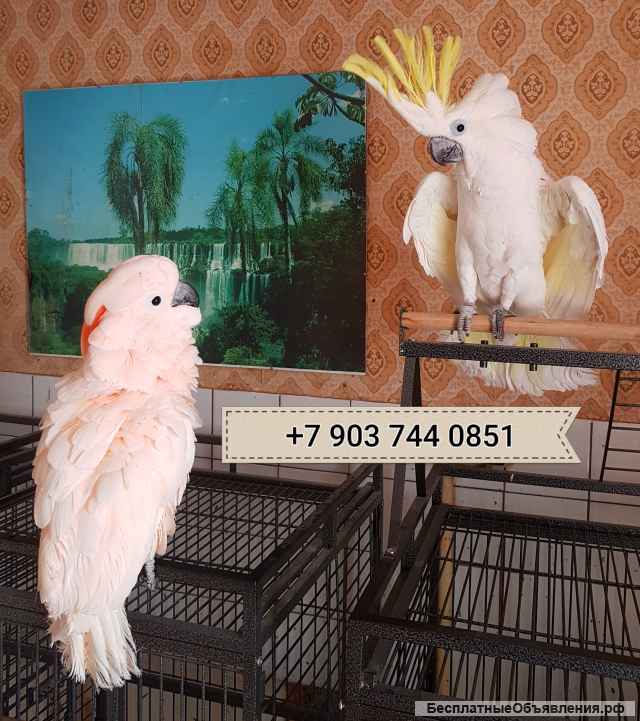 Абсолюто ручные птенцы попугаев ара, жако, какаду, амазон из питомника