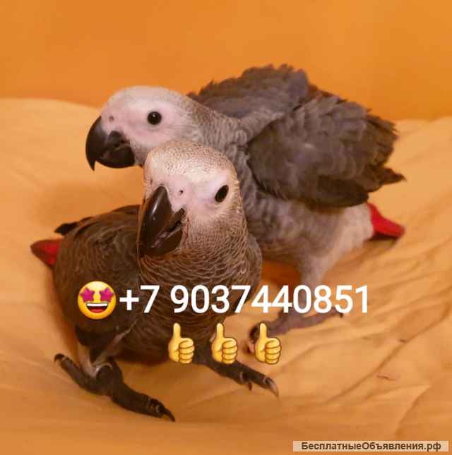 Абсолюто ручные птенцы попугаев ара, жако, какаду, амазон из питомника