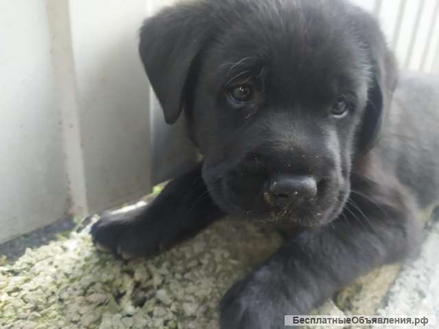 Щенок лабрадора