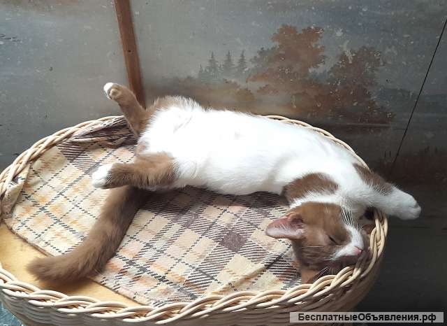 Котик манчкин редкого окраса