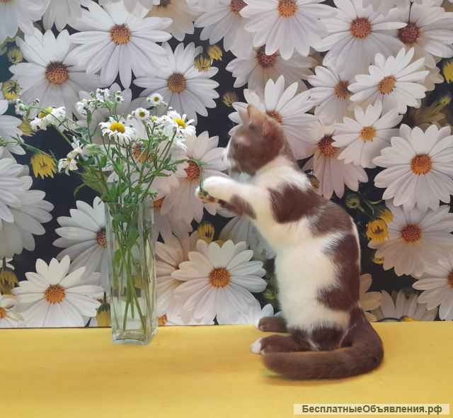 Котик манчкин редкого окраса