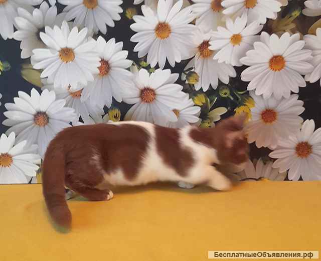 Котик манчкин редкого окраса