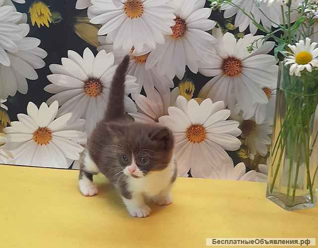 Котик манчкин редкого окраса