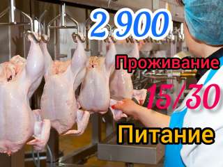 Вахта 15/30 работа с проживанием в Москве навесчик птицы