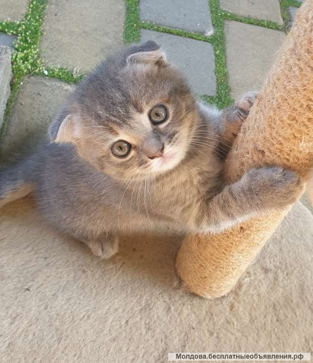 Мраморная британка